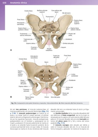 Anatomía Clínica Pró.pdf