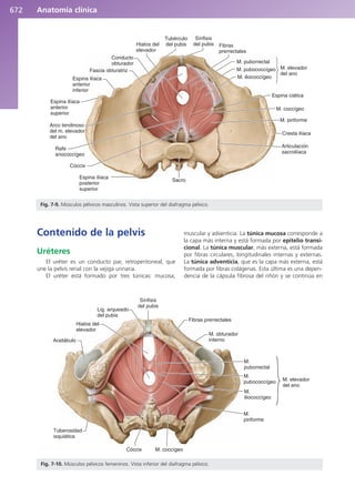 Anatomía Clínica Pró.pdf