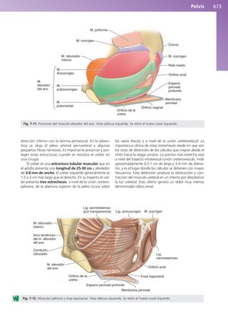 Anatomía Clínica Pró.pdf