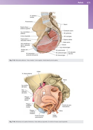 Anatomía Clínica Pró.pdf