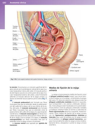 Anatomía Clínica Pró.pdf