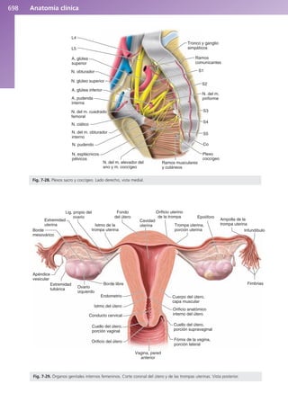 Anatomía Clínica Pró.pdf