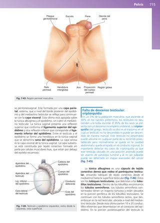 Anatomía Clínica Pró.pdf