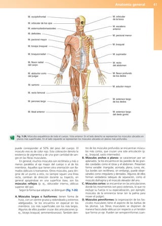 Anatomía general 41
puede corresponder al 50% del peso del cuerpo. El
músculo vivo es de color rojo. Esta coloración denota la
existencia de pigmentos y de una gran cantidad de san-
gre en las fibras musculares.
En general, muchos músculos son rectilíneos y más o
menos paralelos al eje mayor del cuerpo o al de los
miembros. Aquellos que tienen otra orientación son lla-
mados oblicuos o transversos. Otros músculos, para diri-
girse de un punto a otro, no siempre siguen una línea
recta, cambian de dirección durante su trayecto, en
general apoyándose en una superficie ósea, son los
músculos reflejos (p. ej., obturador interno, oblicuo
superior del ojo).
Según la forma que adoptan, se distinguen (fig. 1-26):
A. Músculos largos o fusiformes: tienen forma de
huso, con un vientre grueso y redondeado y extremos
adelgazados. Se los encuentra en especial en los
miembros. Los más superficiales son los más largos.
Algunos de ellos pueden cruzar dos articulaciones (p.
ej., bíceps braquial, semimembranoso). También den-
tro de los músculos profundos se encuentran múscu-
los más cortos, que cruzan una sola articulación (p.
ej., braquial, vasto intermedio).
B. Músculos anchos o planos: se caracterizan por ser
aplanados. Se los encuentra en las paredes de las gran-
des cavidades como el tórax y el abdomen. Presentan
forma variable: triangular, acintada, plana; curva, etc.
Sus bordes son rectilíneos; sin embargo, puede obser-
várselos como irregulares y dentados. Algunos de ellos
forman verdaderos tabiques de separación, como el
músculo diafragma y el músculo elevador del ano.
C. Músculos cortos: se encuentran en las articulaciones
donde los movimientos son poco extensos, lo que no
excluye su fuerza ni su especialización, por ejemplo:
músculos de la eminencia tenar (en la palma para
mover el pulgar).
D. Músculos penniformes: la organización de los fas-
cículos musculares tiene el aspecto de las barbas de
las plumas. Las fibras musculares se disponen de
manera fasciculada oblicua con respecto a un tendón
que forma un eje. Pueden ser semipenniformes cuan-
M. occipitofrontal
M. orbicular de los ojos
M. esternocleidomastoideo
M. deltoides
M. pectoral mayor
M. bíceps braquial
M. braquiorradial
M. flexor radial
del carpo
M. abductor corto
del pulgar
M. sartorio
M. recto femoral
M. peroneo largo
M. tibial anterior M. extensor largo
del dedo gordo
M. extensor largo
de los dedos
M. aductor mayor
M. flexor profundo
de los dedos
M. recto
del abdomen
M. supinador
M. braquial
M. pectoral menor
M. escaleno
anterior
M. orbicular
de la boca
Fig. 1-24. Músculos esqueléticos de todo el cuerpo. Vista anterior. En el lado derecho se representan los músculos ubicados en
planos más superficiales. En el lado izquierdo se representan los músculos ubicados en planos más profundos.
b027-01.qxd 7/14/11 12:49 PM Page 41
ERRNVPHGLFRVRUJ
 