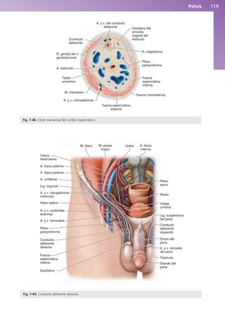 Anatomía Clínica Pró.pdf