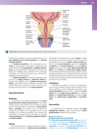 Anatomía Clínica Pró.pdf