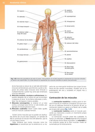 Anatomía clínica
42
do los fascículos se ubican de un solo lado del tendón
(músculo semitendinoso), penniformes cuando se dis-
ponen de ambos lados (músculo recto femoral) o
multipenniformes cuando hay varios ejes tendinosos
(músculo deltoides).
E. Músculos anulares, circulares o esfinterianos: dis-
puestos alrededor de un orificio al cual circunscriben
y aseguran el cierre. Se los llama orbiculares o esfín-
teres. Son de espesor y fuerza variables.
F. Músculos convergentes: se originan en un área
ancha y convergen para formar un solo tendón, por
ejemplo el músculo pectoral mayor.
G. Músculos cuadrados: tienen cuatro lados iguales
como el músculo cuadrado femoral.
Existen ciertos músculos que no pueden ser clasifica-
dos dentro de una de estas categorías. Un ejemplo de
ello lo constituye el músculo recto del abdomen, que es
a la vez largo y ancho.
Debe señalarse que ciertos músculos como los
digástricos se caracterizan por la existencia en su tra-
yecto de una interrupción tendinosa que origina la exis-
tencia de dos vientres musculares, situados uno en la
prolongación del otro o acodados en ángulo más o
menos abierto.
Contracción de los músculos
La contracción isométrica o estática pone en ten-
sión el músculo sin modificar su longitud. Es lo que suce-
de con el cuádriceps femoral en la posición de pie: su
contracción estática se opone a la flexión de la rodilla
por el peso del cuerpo (fig. 1-27).
La contracción isotónica acorta el músculo acer-
cando sus inserciones y suscita un movimiento propio
para cada músculo.
La contracción muscular posee dos cualidades: la
fuerza y la velocidad. La fuerza depende de la longitud
y del volumen de las fibras musculares. La velocidad es
una condición propia de la fibra muscular. Puede ser
aumentada por el entrenamiento.
M. trapecio
M. deltoides
M. redondo mayor
M. tríceps braquial
M. extensor radial
largo del carpo
M. extensor de los dedos
M. glúteo mayor
M. semitendinoso
M. bíceps femoral
M. gastrocnemio
M. tibial posterior
M. flexor largo
del dedo gordo
M. flexor largo
de los dedos
M. plantar
M. poplíteo
M. semimembranoso
M. extensor del índice
M. abductor
largo del pulgar
M. dorsal ancho
M. erector
de la columna
M. infraespinoso
M. supraespinoso
M. esplenio
de la cabeza
Fig. 1-25. Músculos esqueléticos de todo el cuerpo. Vista posterior. En el lado izquierdo se representan los músculos ubicados
en planos más superficiales. En el lado derecho se representan los músculos ubicados en planos más profundos.
b027-01.qxd 8/8/11 3:25 PM Page 42
ERRNVPHGLFRVRUJ
 