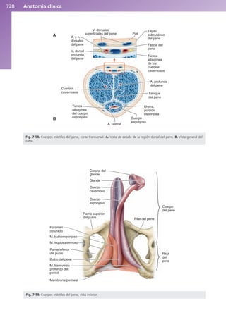 Anatomía Clínica Pró.pdf