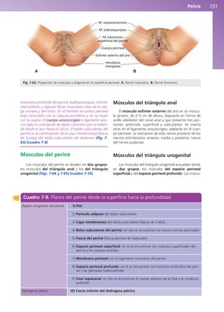 Anatomía Clínica Pró.pdf