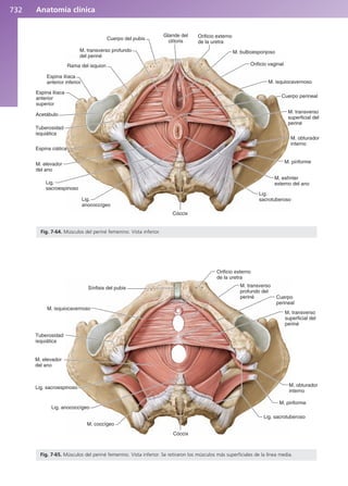 Anatomía Clínica Pró.pdf