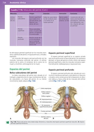 Anatomía Clínica Pró.pdf