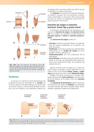 Anatomía general 43
Tendones
Es raro que un músculo se inserte directamente, por
lo general lo hace por intermedio de un tendón. De
estructura fibrosa, el tendón prolonga al músculo hasta
su punto de inserción. La forma de los tendones es varia-
ble, unos son cilíndricos, otros aplanados; algunos son
muy largos otros muy cortos; existen, por último, los que
se extienden en amplias membranas.
Los tendones son siempre de coloración blanqueci-
na, brillante, nacarada. Son muy resistentes y práctica-
mente inextensibles: la contracción del músculo puede
así actuar sin retardo, sin pérdida de fuerza frente a la
palanca puesta en movimiento.
Inserción de origen e inserción
terminal. Punto fijo y punto móvil
Se distinguen ordinariamente dos inserciones en un
músculo: la inserción de origen y la inserción termi-
nal. En el cuello y los miembros se habla también de
inserción superior e inferior e inserción proximal y
distal.
Las inserciones de origen pueden ser:
- Carnosas: las fibras musculares llegan a la superficie
ósea de inserción perdiéndose en el periostio, son
poco frecuentes.
- Tendinosas: el músculo se origina por medio de fibras
blanquecinas en un tendón de origen de forma
variable: cilíndrico, aplanado, etc.
- Tendinomusculares: son una combinación de las
precedentes.
- Arcos fibrosos: entre dos puntos de inserción ósea se
tiende un arco de cuya convexidad parten fibras car-
nosas (arco tendinoso del sóleo, arco tendinoso del
elevador del ano).
Algunos músculos están formados en su origen por
varios cuerpos musculares reunidos distalmente en una
inserción única. Se los designa bíceps, tríceps o cuádri-
ceps según tengan dos, tres o cuatro cabezas de origen.
También la inserción terminal de un músculo único
puede efectuarse por varios tendones, como por ejem-
plo en los flexores de los dedos. Éstos son músculos
multífidos.
Las inserciones de terminación pueden hacerse, las
más frecuentes, por medio de tendones, que prolongan
el cuerpo muscular bajo formas variables: largos, breves,
cilíndricos, aplanados; pueden emitir expansiones.
Tendones
Vientre
Cabezas
Vientres
Tendones
Corte del
músculo
A B C
D E F
G
H I
Fig. 1-26. Tipos de músculos. A. Músculo plano. B.
Músculo digástrico. C. Músculo bíceps. D. Músculo semi-
penniforme. E. Músculo penniforme. F. Músculo multipen-
niforme. G. Músculo fusiforme. H. Músculo cuadrado. I.
Músculo esfínter.
Contracción
isométrica
Contracción
isotónica:
concéntrica
Contracción
isotónica:
excéntrica
A B C
Fig. 1-27. Tipos de contracciones fásicas musculares. A. La contracción isométrica mantiene la longitud del músculo y fija la
articulación en una posición. B. La contracción concéntrica disminuye la longitud del músculo. C. La contracción excéntrica se
produce mientras el músculo se alarga de manera controlada.
b027-01.qxd 7/14/11 12:49 PM Page 43
ERRNVPHGLFRVRUJ
 