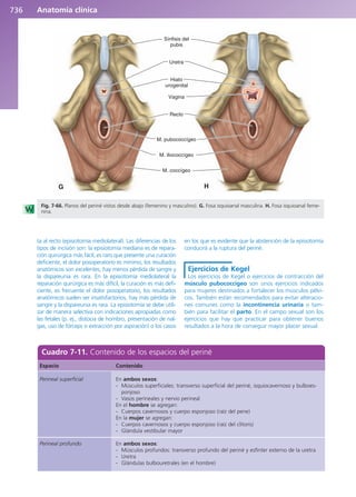 Anatomía Clínica Pró.pdf
