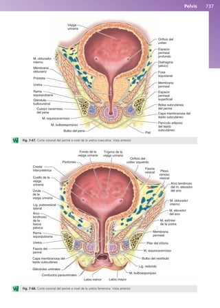 Anatomía Clínica Pró.pdf