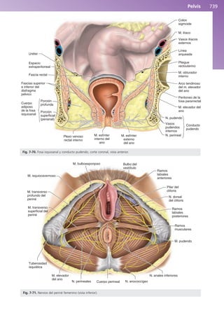 Anatomía Clínica Pró.pdf
