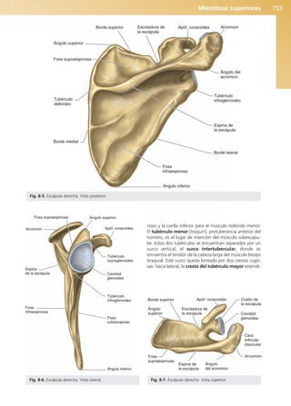 Anatomía Clínica Pró.pdf