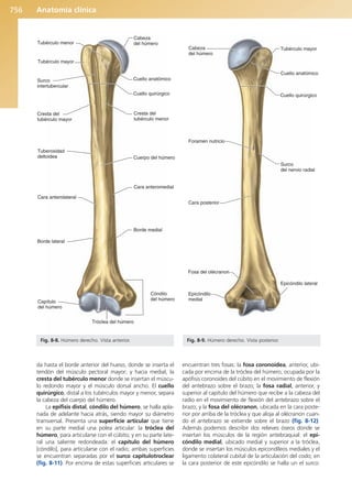 Anatomía Clínica Pró.pdf