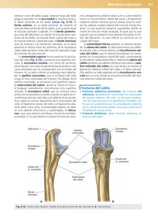 Anatomía Clínica Pró.pdf