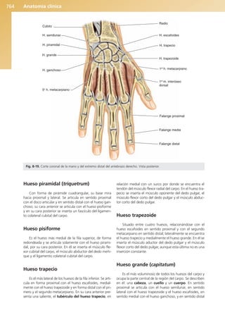 Anatomía Clínica Pró.pdf