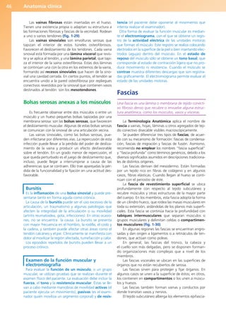 Anatomía clínica
46
Las vainas fibrosas están insertadas en el hueso.
Tienen una existencia propia o adaptan su estructura a
las formaciones fibrosas y fascias de la vecindad. Rodean
a uno o varios tendones (fig. 1-29).
Las vainas sinoviales son envolturas serosas que
tapizan el interior de estos túneles osteofibrosos.
Favorecen el deslizamiento de los tendones. Cada vaina
sinovial está formada por una lámina visceral que revis-
te y se aplica al tendón, y una lámina parietal, que tapi-
za el interior de la vaina osteofibrosa. Estas dos láminas
se continúan una con la otra en los extremos de la vaina,
formando así recesos sinoviales que hacen de la sino-
vial una cavidad cerrada. En ciertos puntos, el tendón se
encuentra unido a la pared osteofibrosa por repliegues
conectivos revestidos por la sinovial que contienen vasos
destinados al tendón: son los mesotendones.
Bolsas serosas anexas a los músculos
Es frecuente observar entre dos músculos o entre un
músculo y un hueso pequeñas bolsas tapizadas por una
membrana serosa: son las bolsas serosas, que favorecen
el deslizamiento muscular. Algunas de estas bolsas serosas
se comunican con la sinovial de una articulación vecina.
Las vainas sinoviales, como las bolsas serosas, pue-
den infectarse por diferentes vías. La repercusión de esta
infección puede llevar a la pérdida del poder de desliza-
miento de la vaina y producir un efecto desfavorable
sobre el tendón. En un grado menor de repercusión, el
que queda perturbado es el juego de deslizamiento que,
incluso, puede llegar a interrumpirse a causa de las
adherencias que se contraen. Ello trae aparejadas la pér-
dida de la funcionalidad y la fijación en una actitud des-
favorable.
Bursitis
Es la inflamación de una bolsa sinovial y puede pre-
sentarse tanto en forma aguda como crónica.
La causa de la bursitis puede ser el uso excesivo de la
articulación, un traumatismo y algunas patologías que
afecten la integridad de la articulación o su movilidad
(artritis reumatoidea, gota, infecciones). En otras ocasio-
nes, no se encuentra la causa. La bursitis se presenta
con mayor frecuencia en el hombro, la rodilla, el codo y
la cadera, y también puede afectar otras áreas como el
tendón calcáneo y el pie. Clínicamente se manifiesta con
dolor al movilizar la región afectada, tumefacción y calor.
Los episodios repetidos de bursitis pueden llevar a un
proceso crónico.
Examen de la función muscular y
electromiografía
Para evaluar la función de un músculo, o un grupo
muscular, se utilizan pruebas que se realizan durante el
examen físico del paciente. La evaluación debe incluir la
fuerza, el tono y la resistencia muscular. Éstas se lle-
van a cabo mediante maniobras de movilidad activas (el
paciente ejecuta un movimiento), pasivas (es el exami-
nador quien moviliza un segmento corporal) y de resis-
tencia (el paciente debe oponerse al movimiento que
intenta realizar el examinador).
Otra forma de evaluar la función muscular es median-
te el electromiograma, con el que se obtiene un regis-
tro de la actividad eléctrica de las unidades motoras
que forman el músculo. Este registro se realiza colocando
electrodos en la superficie de la piel o bien insertando elec-
trodos (agujas) dentro del músculo. En el estado de
reposo del músculo sólo se obtiene un tono basal, que
corresponde al estado de contracción ligera que no pro-
duce movimiento ni resistencia. Cuando el músculo se
contrae muestra diferentes descargas que son registra-
das gráficamente. El electromiograma permite evaluar el
estado de las unidades motoras.
Fascias
Una fascia es una lámina o membrana de tejido conecti-
vo fibroso denso que recubre o envuelve alguna estruc-
tura anatómica, como los músculos, vasos y vísceras.
La Terminología Anatómica aplica el nombre de
fascia a vainas, hojas, láminas u otros agregados de teji-
do conectivo disecable visibles macroscópicamente.
Se pueden diferenciar tres tipos de fascias, de acuer-
do con su mecanismo de formación: fascias de condensa-
ción, fascias de migración y fascias de fusión. Asimismo,
recomienda no emplear los nombres “fascia superficial”
y “fascia profunda” como términos genéricos, debido a los
diversos significados asumidos en descripciones tradiciona-
les de distintos orígenes.
Las fascias derivan del mesodermo. Están formadas
por un tejido rico en fibras de colágeno y en algunos
casos, fibras elásticas. Cuando llegan al hueso se conti-
núan con el periostio de éste.
La fascia de revestimiento superficial se ubica
profundamente con respecto al tejido subcutáneo y
recubre músculos y otras estructuras de la mayor parte
del cuerpo. En los miembros, esta fascia adopta la forma
de un cilindro hueco, que rodea las masas musculares en
toda su extensión, aislándolas de los planos más superfi-
ciales. Esta fascia se continúa hacia la profundidad con
tabiques intermusculares que separan músculos o
grupos musculares y delimitan celdas o compartimen-
tos musculares (fig. 1-30).
En algunas regiones las fascias se encuentran engro-
sadas y dan origen a ligamentos o a retináculos de ten-
dones, que actúan como poleas.
En general, las fascias del tronco, la cabeza y
el cuello son más delgadas, pero se disponen forman-
do organizaciones más complejas que a nivel de los
miembros.
Las fascias viscerales se ubican en las superficies de
órganos que no están recubiertos de serosa.
Las fascias sirven para proteger y fijar órganos. En
algunos casos se unen a la superficie de éstos; en otros,
los contienen en compartimentos o los unen a múscu-
los y huesos.
Las fascias también forman vainas y conductos por
donde transitan vasos y nervios.
El tejido subcutáneo alberga los elementos epifascia-
b027-01.qxd 7/14/11 12:49 PM Page 46
ERRNVPHGLFRVRUJ
 