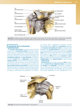 Anatomía Clínica Pró.pdf
