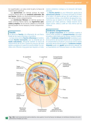 Anatomía general 47
les (superficiales) y se ubica entre la piel y la fascia de
revestimiento superficial.
Las aponeurosis son láminas gruesas de tejido
conectivo fibroso denso, son tendones aplanados. No
son fascias. Debido a su forma de láminas pueden for-
mar vainas y limitar compartimentos.
Las membranas fibrosas son láminas gruesas de
tejido conectivo fibroso denso; son ligamentos apla-
nados y amplios. No son fascias. Debido a su forma de
láminas pueden formar tabiques y limitar compartimen-
tos.
Fascitis
Se denomina fascitis a la inflamación de una fascia.
Puede ser de causa infecciosa o traumática.
La más común de las fascitis infecciosas es la deno-
minada fascitis necrosante, que se extiende por el
tejido subcutáneo, afectando también la fascia de
revestimiento de la zona. Produce la necrosis de estos
tejidos y progresa en superficie y profundidad. Se con-
sidera una infección muy grave que requiere un trata-
miento antibiótico enérgico y la remoción del tejido
afectado.
La fascitis plantar es una inflamación aguda de la
aponeurosis plantar. El síntoma principal es el dolor
en el talón o la planta del pie. No suele deberse a un
traumatismo intenso, sino al efecto de pequeños trau-
matismos que se repiten en el tiempo. El dolor puede
aparecer por malas posturas, trabajo excesivo de la
región (correr, saltar) y suele ser más intenso por las
mañanas.
Síndrome compartimental
Los grupos musculares de los miembros superior e
inferior están divididos en compartimentos, que están
envueltos y delimitados por las fascias, fuertes e inexten-
sibles. El síndrome compartimental se produce cuan-
do el aumento de la presión dentro de un compartimen-
to compromete la circulación y la función de los tejidos
que están dentro de este espacio. El síndrome compar-
timental puede ser agudo (generalmente después de
un traumatismo con fracturas óseas o sin ellas, produci-
N. superficial
Piel
Tejido
subcutáneo
Tabique
intermuscular
crural lateral
Peroné
Tabique
intermuscular
crural
anterior
Membrana
interósea
de la pierna
Compartimento
crural anterior
Periostio
Tibia
Paquete
vasculonervioso
profundo en la vaina
Vasos y
n. profundos
Compartimento
crural posterior
Fascia de
revestimiento
superficial
V. superficial
Fig. 1-30. Corte horizontal de la pierna derecha, vista superior. Se ven las fascias, los tabiques, la membrana interósea y los com-
partimentos limitados por éstos.
b027-01.qxd 7/14/11 12:49 PM Page 47
ERRNVPHGLFRVRUJ
 
