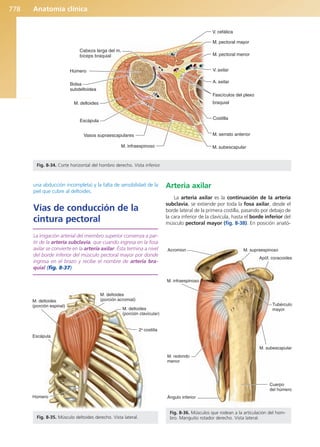 Anatomía Clínica Pró.pdf
