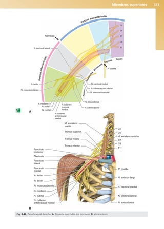 Anatomía Clínica Pró.pdf