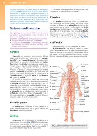Anatomía clínica
48
do por la hemorragia y el edema dentro de este espacio
cerrado) o crónico (frecuente en los atletas, por el desarro-
llo muscular). El primero es una emergencia quirúrgica y se
presenta con síntomas que incluyen el dolor progresivo y
muy intenso en relación con la lesión y signos como la
tumefacción tensa y la relajación de los músculos del com-
partimento afectado. El tratamiento incluye una fascioto-
mía que permite descomprimir la región.
Sistema cardiovascular
La angiología tiene por objetivo el estudio del sistema
que asegura la circulación de la sangre, del quilo y de la
linfa en todo el organismo.
El sistema cardiovascular comprende esencialmente:
• Un órgano central de impulsión: el corazón.
• Un conjunto de conductos, de estructura y propieda-
des diferentes: las arterias, las venas, los vasos capila-
res y los vasos linfáticos.
Corazón
El corazón está compuesto por dos mitades diferen-
ciadas y se describen, de esta manera, un “corazón
derecho” y un “corazón izquierdo”. En cada una de
estas mitades se encuentran dos cavidades: una aurícu-
la (atrio) y un ventrículo. Mientras que el corazón dere-
cho y el corazón izquierdo están separados uno de otro
por un tabique, cada una de las aurículas (atrios) comu-
nica con el ventrículo correspondiente por un orificio
provisto de válvulas que aseguran, en cada mitad del
corazón, una circulación sanguínea en sentido único. A
las aurículas (atrios) llegan las venas, de los ventrícu-
los parten las arterias.
El corazón es un músculo hueco que circunscribe
cavidades en las cuales circula la sangre. Cuando se rela-
ja (diástole), el corazón atrae hacia sí la sangre que cir-
cula en las venas. Cuando se contrae (sístole) expulsa la
sangre hacia las arterias: aorta o tronco pulmonar. Está
formado por un músculo con propiedades particulares,
el miocardio, que se halla tapizado interiormente por el
endocardio y exteriormente por el epicardio. El cora-
zón está rodeado por el pericardio, conjunto fibrosero-
so que lo separa de los órganos vecinos.
Situación general
El corazón está situado en el tórax, detrás de la
pared esternocondrocostal, en la parte inferior del
mediastino (mediastino medio).
Arterias
Las arterias son los conductos de transporte de la
sangre desde el corazón (fig. 1-31). El origen de todas
las arterias se reparte entre la arteria aorta y la arteria
pulmonar. Éstos son conductos elásticos, contráctiles. El
pulso arterial se corresponde con cada sístole.
Las arterias están desprovistas de válvulas, salvo los
orígenes de la aorta y el tronco pulmonar.
Estructura
Una arteria comprende tres túnicas: una túnica exter-
na o adventicia, una túnica media y una túnica íntima,
interna o endotelio. En la adventicia se disponen los
vasa vasorum de la arteria y su inervación. La túnica
media es musculoelástica y tiene como función soportar
la tensión de la sangre sobre estos vasos. El endotelio
es una monocapa continua que se dispone hacia la luz y
desempeña un papel fundamental en la hemostasia y es
sensible a las modificaciones de presión y pH (fig. 1-32).
Clasificación
Podemos distinguir cuatro variedades de arterias.
Arterias elásticas: son de gran calibre. Su túnica
media tiene una capa muscular entre dos membranas elás-
ticas (una interna y la otra externa). Gracias a ellas, el flujo
del corazón se transforma en laminar continuo y pulsátil.
Durante cada diástole, ellas vuelven a su diámetro inicial.
A. subclavia
Tronco
braquiocefálico
Aorta
ascendente
A. braquial
A. renal
A. radial
A. cubital
Arcos palmares
A. femoral
A. tibial anterior
A. carótida
común
A. axilar
Arco
de la aorta
Aorta
descendente
Tronco
celíaco
A. ilíaca
común
A. ilíaca
interna
A. ilíaca
externa
A. femoral
profunda
A. poplítea
A. tibial posterior
Fig. 1-31. Sistema cardiovascular: principales arterias de la
circulación mayor del cuerpo.
b027-01.qxd 7/14/11 12:49 PM Page 48
ERRNVPHGLFRVRUJ
 