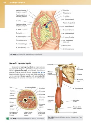 Anatomía Clínica Pró.pdf