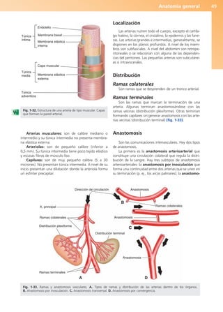 Anatomía general 49
Arterias musculares: son de calibre mediano o
intermedio y su túnica intermedia no presenta membra-
na elástica externa.
Arteriolas: son de pequeño calibre (inferior a
0,5 mm). Su túnica intermedia tiene poco tejido elástico
y escasas fibras de músculo liso.
Capilares: son de muy pequeño calibre (5 a 30
micrones). No presentan túnica intermedia. A nivel de su
inicio presentan una dilatación donde la arteriola forma
un esfínter precapilar.
Localización
Las arterias nutren todo el cuerpo, excepto el cartíla-
go hialino, la córnea, el cristalino, la epidermis y las fane-
ras. Las arterias grandes e intermedias, generalmente, se
disponen en los planos profundos. A nivel de los miem-
bros son subfasciales. A nivel del abdomen son retrope-
ritoneales o se relacionan con alguna de las dependen-
cias del peritoneo. Las pequeñas arterias son subcutáne-
as o intraviscerales.
Distribución
Ramas colaterales
Son ramas que se desprenden de un tronco arterial.
Ramas terminales
Son las ramas que marcan la terminación de una
arteria. Algunas terminan anastomosándose con las
ramas vecinas (distribución plexiforme). Otras terminan
formando capilares sin generar anastomosis con las arte-
rias vecinas (distribución terminal) (fig. 1-33).
Anastomosis
Son las comunicaciones intervasculares. Hay dos tipos
de anastomosis.
La primera es la anastomosis arterioarterial que
constituye una circulación colateral que regula la distri-
bución de la sangre. Hay tres subtipos de anastomosis
arterioarteriales: la anastomosis por inosculación que
forma una continuidad entre dos arterias que se unen en
su terminación (p. ej., los arcos palmares); la anastomo-
A. principal
Ramas colaterales
Distribución plexiforme
Ramas terminales
A
Dirección de circulación
Distribución terminal
B
Anastomosis
Anastomosis
C
Anastomosis
D
Ramas colaterales
Fig. 1-33. Ramas y anastomosis vasculares. A. Tipos de ramas y distribución de las arterias dentro de los órganos.
B. Anastomosis por inosculación. C. Anastomosis transversal. D. Anastomosis por convergencia.
Túnica
íntima
Endotelio
Membrana basal
Membrana elástica
interna
Túnica
media
Capa muscular
Membrana elástica
externa
Túnica
adventicia
Fig. 1-32. Estructura de una arteria de tipo muscular. Capas
que forman la pared arterial.
b027-01.qxd 7/14/11 12:49 PM Page 49
ERRNVPHGLFRVRUJ
 
