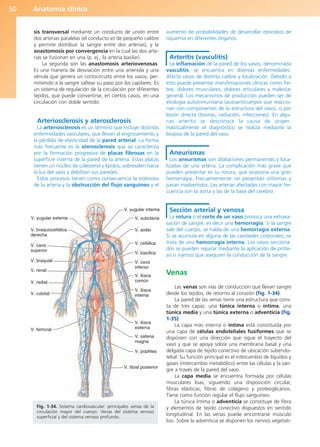 Anatomía clínica
50
sis transversal mediante un conducto de unión entre
dos arterias paralelas (el conducto es de pequeño calibre
y permite distribuir la sangre entre dos arterias), y la
anastomosis por convergencia en la cual las dos arte-
rias se fusionan en una (p. ej., la arteria basilar).
La segunda son las anastomosis arteriovenosas.
Es una manera de desviación entre una arteriola y una
vénula que genera un cortocircuito entre los vasos, per-
mitiendo a la sangre saltear su paso por los capilares. Es
un sistema de regulación de la circulación por diferentes
tejidos, que puede convertirse, en ciertos casos, en una
circulación con doble sentido.
Arteriosclerosis y aterosclerosis
La arteriosclerosis es un término que incluye distintas
enfermedades vasculares, que llevan al engrosamiento y
la pérdida de elasticidad de la pared arterial. La forma
más frecuente es la aterosclerosis que se caracteriza
por la formación progresiva de placas fibrosas en la
superficie interna de la pared de la arteria. Estas placas
tienen un núcleo de colesterol y lípidos, sobresalen hacia
la luz del vaso y debilitan sus paredes.
Estos procesos tienen como consecuencia la estenosis
de la arteria y la obstrucción del flujo sanguíneo y el
aumento de probabilidades de desarrollar episodios de
isquemia en diferentes órganos.
Arteritis (vasculitis)
La inflamación de la pared de los vasos, denominada
vasculitis, se encuentra en diversas enfermedades.
Afecta vasos de distinto calibre y localización. Debido a
esto puede presentar manifestaciones clínicas como fie-
bre, dolores musculares, dolores articulares y malestar
general. Los mecanismos de producción pueden ser de
etiología autoinmunitaria (autoanticuerpos que reaccio-
nan con componentes de la estructura del vaso), o por
lesión directa (toxinas, radiación, infecciones). En algu-
nas arteritis se desconoce la causa de origen.
Habitualmente el diagnóstico se realiza mediante la
biopsia de la pared del vaso.
Aneurismas
Los aneurismas son dilataciones permanentes y loca-
lizadas de una arteria. La complicación más grave que
pueden presentar es su rotura, que ocasiona una gran
hemorragia. Frecuentemente no presentan síntomas y
pasan inadvertidos. Las arterias afectadas con mayor fre-
cuencia son la aorta y las de la base del cerebro.
Sección arterial y venosa
La rotura o el corte de un vaso provoca una extrava-
sación de sangre, es decir una hemorragia. Si la sangre
sale del cuerpo, se habla de una hemorragia externa.
Si se acumula en alguna de las cavidades corporales, se
trata de una hemorragia interna. Los vasos secciona-
dos se pueden reparar mediante la aplicación de próte-
sis o injertos que aseguren la conducción de la sangre.
Venas
Las venas son vías de conducción que llevan sangre
desde los tejidos, de retorno al corazón (fig. 1-34).
La pared de las venas tiene una estructura que cons-
ta de tres capas: una túnica interna o íntima, una
túnica media y una túnica externa o adventicia (fig.
1-35).
La capa más interna o íntima está constituida por
una capa de células endoteliales fusiformes que se
disponen con una dirección que sigue el trayecto del
vaso y que se apoya sobre una membrana basal y una
delgada capa de tejido conectivo de ubicación subendo-
telial. Su función principal es el intercambio de líquidos y
gases (intercambio metabólico) entre las células y la san-
gre a través de la pared del vaso.
La capa media se encuentra formada por células
musculares lisas, siguiendo una disposición circular,
fibras elásticas, fibras de colágeno y proteoglicanos.
Tiene como función regular el flujo sanguíneo.
La túnica íntima o adventicia se constituye de fibra
y elementos de tejido conectivo dispuestos en sentido
longitudinal. En las venas puede encontrarse músculo
liso. Sobre la adventicia se disponen los nervios vegetati-
V. yugular externa
V. braquiocefálica
derecha
V. cava
superior
V. braquial
V. renal
V. radial
V. cubital
V. femoral
V. yugular interna
V. subclavia
V. axilar
V. cefálica
V. basílica
V. cava
inferior
V. ilíaca
común
V. ilíaca
interna
V. ilíaca
externa
V. safena
magna
V. poplítea
V. tibial posterior
Fig. 1-34. Sistema cardiovascular: principales venas de la
circulación mayor del cuerpo. Venas del sistema venoso
superficial y del sistema venoso profundo.
b027-01.qxd 7/14/11 12:49 PM Page 50
ERRNVPHGLFRVRUJ
 