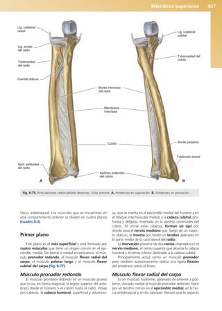 Anatomía Clínica Pró.pdf