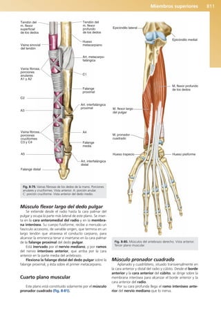Anatomía Clínica Pró.pdf
