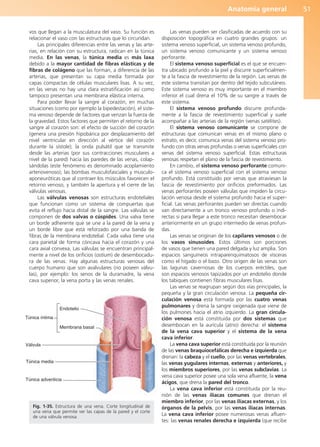 Anatomía general 51
vos que llegan a la musculatura del vaso. Su función es
relacionar el vaso con las estructuras que lo circundan.
Las principales diferencias entre las venas y las arte-
rias, en relación con su estructura, radican en la túnica
media. En las venas, la túnica media es más laxa
debido a la mayor cantidad de fibras elásticas y de
fibras de colágeno que las forman, a diferencia de las
arterias, que presentan su capa media formada por
capas compactas de células musculares lisas. A su vez,
en las venas no hay una clara estratificación así como
tampoco presentan una membrana elástica interna.
Para poder llevar la sangre al corazón, en muchas
situaciones (como por ejemplo la bipedestación), el siste-
ma venoso depende de factores que venzan la fuerza de
la gravedad. Estos factores que permiten el retorno de la
sangre al corazón son: el efecto de succión del corazón
(genera una presión hipobárica por desplazamiento del
nivel ventricular en dirección al vértice del corazón
durante la sístole); la onda pulsátil que se transmite
desde las arterias (por sus contracciones musculares a
nivel de la pared) hacia las paredes de las venas, colap-
sándolas (este fenómeno es denominado acoplamiento
arteriovenoso); las bombas musculofasciales y musculo-
aponeuróticas que al contraer los músculos favorecen el
retorno venoso, y también la apertura y el cierre de las
válvulas venosas.
Las válvulas venosas son estructuras endoteliales
que funcionan como un sistema de compuertas que
evita el reflujo hacia distal de la sangre. Las válvulas se
componen de dos valvas o cúspides. Una valva tiene
un borde adherente que se une a la pared de la vena y
un borde libre que está reforzado por una banda de
fibras de la membrana endotelial. Cada valva tiene una
cara parietal de forma cóncava hacia el corazón y una
cara axial convexa. Las válvulas se encuentran principal-
mente a nivel de los orificios (ostium) de desembocadu-
ra de las venas. Hay algunas estructuras venosas del
cuerpo humano que son avalvulares (no poseen válvu-
las), por ejemplo: los senos de la duramadre, la vena
cava superior, la vena porta y las venas renales.
Las venas pueden ser clasificadas de acuerdo con su
disposición topográfica en cuatro grandes grupos: un
sistema venoso superficial, un sistema venoso profundo,
un sistema venoso comunicante y un sistema venoso
perforante.
El sistema venoso superficial es el que se encuen-
tra ubicado profundo a la piel y discurre superficialmen-
te a la fascia de revestimiento de la región. Las venas de
este sistema transitan por dentro del tejido subcutáneo.
Este sistema venoso es muy importante en el miembro
inferior el cual drena el 10% de su sangre a través de
este sistema.
El sistema venoso profundo discurre profunda-
mente a la fascia de revestimiento superficial y suele
acompañar a las arterias de la región (venas satélites).
El sistema venoso comunicante se compone de
estructuras que comunican venas en el mismo plano o
estrato, es decir, comunica venas del sistema venoso pro-
fundo con otras venas profundas o venas superficiales con
venas del sistema venoso superficial. Estas estructuras
venosas respetan el plano de la fascia de revestimiento.
En cambio, el sistema venoso perforante comuni-
ca el sistema venoso superficial con el sistema venoso
profundo. Está constituido por venas que atraviesan la
fascia de revestimiento por orificios preformados. Las
venas perforantes poseen válvulas que impiden la circu-
lación venosa desde el sistema profundo hacia el super-
ficial. Las venas perforantes pueden ser directas cuando
van directamente a un tronco venoso profundo o indi-
rectas si para llegar a este tronco necesitan desembocar
anteriormente en un grupo intermedio de venas profun-
das.
Las venas se originan de los capilares venosos o de
los vasos sinusoides. Estos últimos son porciones
de vasos que tienen una pared delgada y luz amplia. Son
espacios sanguíneos intraparenquimatosos de vísceras
como el hígado o el bazo. Otro origen de las venas son
las lagunas cavernosas de los cuerpos eréctiles, que
son espacios venosos tapizados por un endotelio donde
los tabiques contienen fibras musculares lisas.
Las venas se reagrupan según dos vías principales, la
pequeña y la gran circulación venosa. La pequeña cir-
culación venosa está formada por las cuatro venas
pulmonares y drena la sangre oxigenada que viene de
los pulmones hacia el atrio izquierdo. La gran circula-
ción venosa está constituida por dos sistemas que
desembocan en la aurícula (atrio) derecha: el sistema
de la vena cava superior y el sistema de la vena
cava inferior.
La vena cava superior está constituida por la reunión
de las venas braquiocefálicas derecha e izquierda que
drenan: la cabeza y el cuello, por las venas vertebrales,
las venas yugulares internas, externas y anteriores, y
los miembros superiores, por las venas subclavias. La
vena cava superior posee una sola vena afluente, la vena
ácigos, que drena la pared del tronco.
La vena cava inferior está constituida por la reu-
nión de las venas ilíacas comunes que drenan el
miembro inferior, por las venas ilíacas externas, y los
órganos de la pelvis, por las venas ilíacas internas.
La vena cava inferior posee numerosas venas afluen-
tes: las venas renales derecha e izquierda (que recibe
Túnica íntima
Endotelio
Membrana basal
Túnica media
Túnica adventicia
Válvula
Fig. 1-35. Estructura de una vena. Corte longitudinal de
una vena que permite ver las capas de la pared y el corte
de una válvula venosa.
b027-01.qxd 7/14/11 12:49 PM Page 51
ERRNVPHGLFRVRUJ
 
