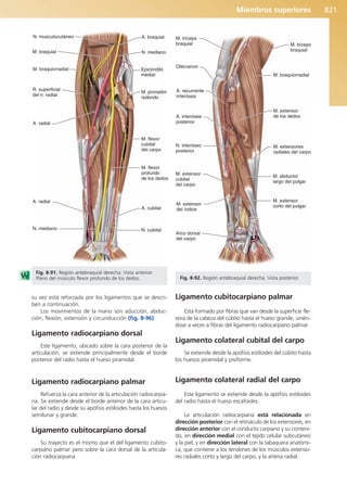 Anatomía Clínica Pró.pdf