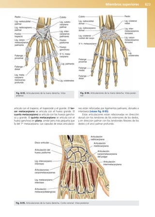 Anatomía Clínica Pró.pdf