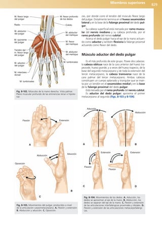 Anatomía Clínica Pró.pdf