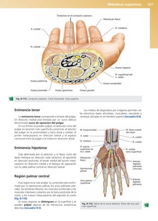 Anatomía Clínica Pró.pdf