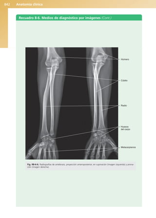 Anatomía Clínica Pró.pdf