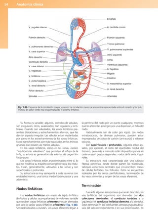 Anatomía clínica
54
Su forma es variable: algunos, provistos de válvulas,
son irregulares; otros, avalvulados, son regulares y recti-
líneos. Cuando son valvulados, los vasos linfáticos pre-
sentan dilataciones y estrechamientos alternos, que les
dan un aspecto irregular. Las válvulas están implantadas
por pares en los estrechamientos de los vasos linfáticos.
Estos estrechamientos son más espaciados en los troncos
gruesos que poseen así menos válvulas.
En los vasos linfáticos, como en las venas, existen
“insuficiencias valvulares” que permiten el reflujo de la
linfa; su estasis es generadora de edemas de origen lin-
fático puro.
Los vasos linfáticos están anastomosados entre sí, lo
que no modifica su trayecto convergente hacia los nódu-
los. Están, generalmente, adosados a las venas y son
superficiales o profundos.
Su estructura es muy semejante a la de las venas con
endotelio interno, una túnica media fibromuscular y una
adventicia.
Nodos linfáticos
Los nodos linfáticos son masas de tejido linfático
(linfocitos y células acompañantes) de volumen variable
que reciben vasos linfáticos aferentes y están drenados
por uno o varios vasos linfáticos eferentes (fig. 1-38).
Son redondeados u ovoides. Los vasos aferentes llegan a
la periferia del nodo por un punto cualquiera, mientras
que los eferentes emergen por una depresión, el hilio del
nodo.
Habitualmente son de color gris rojizo. Los nodos
intratorácicos, de drenaje pulmonar, pueden estar
impregnados de polvo de carbón (antracosis) y volverse
oscuros.
Son superficiales o profundos. Algunos están ais-
lados, por ejemplo, el nodo del epicóndilo medial del
húmero, pero más a menudo están dispuestos ya sea en
cadenas o en grupos regionales: nodos de la axila, ingui-
nales.
Su estructura está caracterizada por una cápsula
fibrosa periférica, desde donde parten las trabéculas,
tabiques conectivos centrales que circunscriben masas
de células linfoides: los folículos. Éstos se encuentran
rodeados por los senos perifoliculares, terminación de
los vasos aferentes y origen de los vasos eferentes.
Terminación
Fuera de algunas excepciones que serán descritas, las
vías linfáticas del organismo son drenadas por dos
colectores terminales: el conducto torácico a la
izquierda y el conducto linfático derecho a la derecha.
Éstos terminan en los confluentes venosos yugulosubcla-
vios del lado correspondiente o en sus proximidades. En
V. yugular interna
Pulmón derecho
V. pulmonares derechas
V. cava superior
Atrio derecho
Ventrículo derecho
V. cava inferior
V. hepáticas
V. linfáticos
V. porta hepática
V. renal derecha
Riñón derecho
Vénulas
Encéfalo
A. carótida común
Pulmón izquierdo
Tronco pulmonar
V. pulmonares izquierdas
Atrio izquierdo
Aorta
Ventrículo izquierdo
A. hepática
Hígado
Intestino
A. mesentérica superior
A. renal derecha
Arteriolas
Fig. 1-36. Esquema de la circulación mayor y menor. La circulación menor se encuentra representada entre el corazón y los pul-
mones. En color verde está esquematizado el sistema linfático.
b027-01.qxd 7/14/11 12:49 PM Page 54
ERRNVPHGLFRVRUJ
 