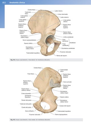 Anatomía Clínica Pró.pdf