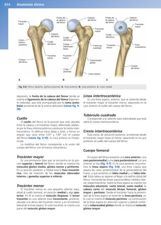 Anatomía Clínica Pró.pdf