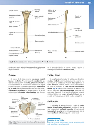 Anatomía Clínica Pró.pdf