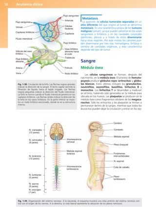 Anatomía clínica
56
Metástasis
La aparición de células tumorales separadas en un
sitio diferente del que originó al tumor se denomina
metástasis. Es una característica propia de los tumores
malignos (cáncer), ya que pueden penetrar en los vasos
sanguíneos o linfáticos y en las cavidades corporales
(peritoneo, pleura) y a través de éstos diseminarse
hacia otras regiones. Por este motivo los cánceres pue-
den diseminarse por tres vías: hematógena, linfática o
siembra de cavidades orgánicas, y esta característica
depende del tipo de tumor.
Sangre
Médula ósea
Las células sanguíneas se forman, después del
nacimiento, en la médula ósea. El proceso de hemato-
poyesis produce glóbulos rojos (eritrocitos) y glóbu-
los blancos. Estos últimos incluyen los granulocitos,
neutrófilos, eosinófilos, basófilos, linfocitos B y
monocitos. Los linfocitos T se desarrollan y maduran
en el timo, habiendo sido generados en la médula ósea
ubicada en los huesos. Las plaquetas se producen en la
médula ósea como fragmentos celulares de los megaca-
riocitos. Sólo los eritrocitos y las plaquetas se limitan a
permanecer dentro de la sangre, mientras que todos los
leucocitos pueden dejar la circulación y entrar en los teji-
N. craneales
(12 pares)
N. cervicales
(8 pares)
N. torácicos
(12 pares)
N. lumbares
(5 pares)
N. sacros
(5 pares)
N. coccígeo
(1 par)
Intumescencia
cervical
Médula espinal
torácica
Intumescencia
lumbosacra
Cerebro
Cerebelo
Médula espinal
Plexo braquial
Forámenes
intervertebrales
N. espinal
Cola de caballo
Plexo
lumbosacro
Fig. 1-39. Organización del sistema nervioso. A la izquierda, el esquema muestra una vista anterior del sistema nervioso cen-
tral con el origen de los nervios. A la derecha, la vista lateral representa la ubicación de los plexos nerviosos.
Flujo sanguíneo
Vénula
Capilares linfáticos
Fluido intersticial
Válvula del vaso
linfático
Flujo linfático
eferente
Arteria
Vena
Flujo sanguíneo
Arteriola
Células
tisulares
Capilares
Flujo linfático
Vaso linfático
aferente hacia
el nodo
Trabécula
Folículo
Nodo linfático
Fig. 1-38. Circulación de la linfa. Las flechas negras grandes
indican la dirección de la sangre. El lecho capilar permite la
filtración de líquido hacia el tejido irrigado. Las flechas
negras pequeñas indican la dirección del fluido intersticial.
La linfa se forma cuando el fluido intersticial penetra en los
capilares linfáticos. Las flechas verdes indican la dirección de
la linfa en los vasos linfáticos. En la parte inferior se mues-
tra un nodo linfático seccionado, donde se ve su estructura
interna.
b027-01.qxd 7/14/11 12:49 PM Page 56
ERRNVPHGLFRVRUJ
 