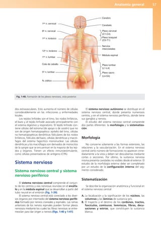 Anatomía general 57
dos extravasculares. Esto aumenta el número de células
considerablemente en las infecciones y enfermedades
locales.
Los tejidos linfoides son el timo, los nodos linfáticos,
el bazo y el tejido linfoide asociado principalmente con
el sistema digestivo y respiratorio. El tejido linfoide con-
tiene células del estroma (de apoyo o de sostén) que no
son de origen hematopoyético: epitelio del timo, células
no hematopoyéticas dendríticas foliculares de los nodos
linfáticos, folículos del bazo, células dendríticas y macró-
fagos del sistema fagocítico mononuclear. Las células
dendríticas y los macrófagos son derivados de monocitos
de la sangre que se encuentran en la mayoría de los teji-
dos y órganos. Tienen un efecto inmunoestimulante,
como células presentadoras de antígeno (CPA).
Sistema nervioso
Sistema nervioso central y sistema
nervioso periférico
El sistema nervioso central comprende el conjun-
to de los centros y vías nerviosas reunidas en el encéfa-
lo y en la médula espinal que se desarrollan a partir del
tubo neural en el embrión (fig. 1-39).
El sistema nervioso central está conectado a los diver-
sos órganos por intermedio del sistema nervioso perifé-
rico formado por nervios craneales y espinales. Las ramas
anteriores de los nervios espinales pueden formar plexos
nerviosos mediante los cuales las fibras nerviosas se entre-
mezclan para dar origen a nervios (figs. 1-40 y 1-41).
El sistema nervioso autónomo se distribuye en el
sistema nervioso central, donde presenta numerosos
centros, y en el sistema nervioso periférico, donde tiene
sus ganglios y nervios.
El estudio del sistema nervioso central comprende
dos partes diferentes: la morfología y la sistematiza-
ción.
Morfología
No concierne solamente a las formas exteriores, las
relaciones y la vascularización. En el sistema nervioso
central cierto número de formaciones no aparecen inme-
diatamente a la vista y deben ser descubiertas mediante
cortes o secciones. Por último, la sustancia nerviosa
misma presenta cavidades no visibles desde el exterior. El
estudio de la morfología externa debe ser completado
por un estudio de la configuración interna del seg-
mento considerado.
Sistematización
Se describe la organización anatómica y funcional en
el sistema nervioso central:
A. La localización y la significación de los núcleos, las
columnas y las láminas de sustancia gris.
B. El trayecto y el destino de los cordones, tractos,
fascículos, comisuras, lemniscos, fibras, decu-
saciones y estrías, que constituyen la sustancia
blanca.
1er n. cervical
8o n. cervical
1er n. torácico
12o n. torácico
1er n. lumbar
Cola de caballo
5o n. lumbar
N. ciático
Plexo cervical
(C1-C4)
Plexo braquial
(C5-T1)
Cerebro
Cerebelo
Nervios
intercostales
Médula espinal
Plexo lumbar
(L1-L4)
Plexo sacro
(L4-S4)
Fig. 1-40. Formación de los plexos nerviosos, vista posterior.
b027-01.qxd 7/14/11 12:49 PM Page 57
ERRNVPHGLFRVRUJ
 