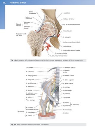 Anatomía Clínica Pró.pdf