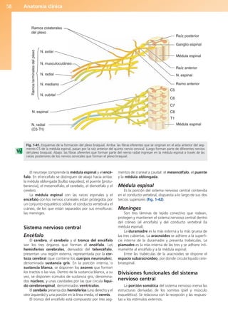 Anatomía clínica
58
El neuroeje comprende la médula espinal y el encé-
falo. En el encéfalo se distinguen de abajo hacia arriba:
la médula oblongada [bulbo raquídeo], el puente [protu-
berancia], el mesencéfalo, el cerebelo, el diencéfalo y el
cerebro.
La médula espinal con las raíces espinales y el
encéfalo con los nervios craneales están protegidos por
un conjunto esquelético sólido: el conducto vertebral y el
cráneo, de los que están separados por sus envolturas:
las meninges.
Sistema nervioso central
Encéfalo
El cerebro, el cerebelo y el tronco del encéfalo
son los tres órganos que forman el encéfalo. Los
hemisferios cerebrales, derivados del telencéfalo,
presentan una región externa, representada por la cor-
teza cerebral (que contiene los cuerpos neuronales),
denominada sustancia gris. En la porción interna, o
sustancia blanca, se disponen los axones que forman
los tractos o las vías. Dentro de la sustancia blanca, a su
vez, se disponen cúmulos de sustancia gris, denomina-
dos núcleos, y unas cavidades por las que circula líqui-
do cerebroespinal, denominados ventrículos.
El cerebelo presenta dos hemisferios (uno derecho y el
otro izquierdo) y una porción en la línea media, el vermis.
El tronco del encéfalo está compuesto por tres seg-
mentos de craneal a caudal: el mesencéfalo, el puente
y la médula oblongada.
Médula espinal
Es la porción del sistema nervioso central contenida
en el conducto vertebral, dispuesta a lo largo de sus dos
tercios superiores (fig. 1-42).
Meninges
Son tres láminas de tejido conectivo que rodean,
protegen y mantienen el sistema nervioso central dentro
del cráneo (el encéfalo) y del conducto vertebral (la
médula espinal).
La duramadre es la más externa y la más gruesa de
las tres cubiertas. La aracnoides se adhiere a la superfi-
cie interna de la duramadre y presenta trabéculas. La
piamadre es la más interna de las tres y se adhiere ínti-
mamente al encéfalo y a la médula espinal.
Entre las trabéculas de la aracnoides se dispone el
espacio subaracnoideo, por donde circula líquido cere-
broespinal.
Divisiones funcionales del sistema
nervioso central
La porción somática del sistema nervioso inerva las
estructuras derivadas de los somitas (piel y músculo
esquelético). Se relaciona con la recepción y las respues-
tas a los estímulos externos.
C5
C6
C7
C8
T1
N. radial
(C5-T1)
N. espinal
Médula espinal
Raíz anterior
Médula espinal
Raíz posterior
Ganglio espinal
N. cubital
N. mediano
N. radial
N. musculocutáneo
N. axilar
Ramos
terminales
del
plexo
N. espinal
Ramo anterior
Ramos colaterales
del plexo
Fig. 1-41. Esquemas de la formación del plexo braquial. Arriba: las fibras eferentes que se originan en el asta anterior del seg-
mento C5 de la médula espinal, pasan por la raíz anterior del quinto nervio cervical. Luego forman parte de diferentes nervios
del plexo braquial. Abajo: las fibras aferentes que forman parte del nervio radial ingresan en la médula espinal a través de las
raíces posteriores de los nervios cervicales que forman el plexo braquial.
b027-01.qxd 7/14/11 12:49 PM Page 58
ERRNVPHGLFRVRUJ
 