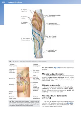 Anatomía Clínica Pró.pdf