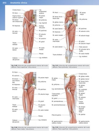 Anatomía Clínica Pró.pdf